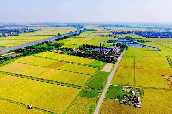 Thời hạn sử dụng đất trồng lúa